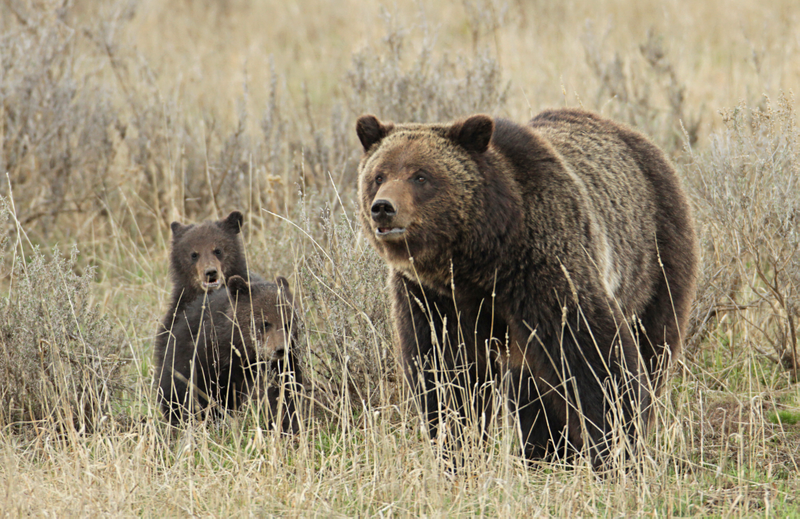 Illustration for article titled When Bears Go To Rehab